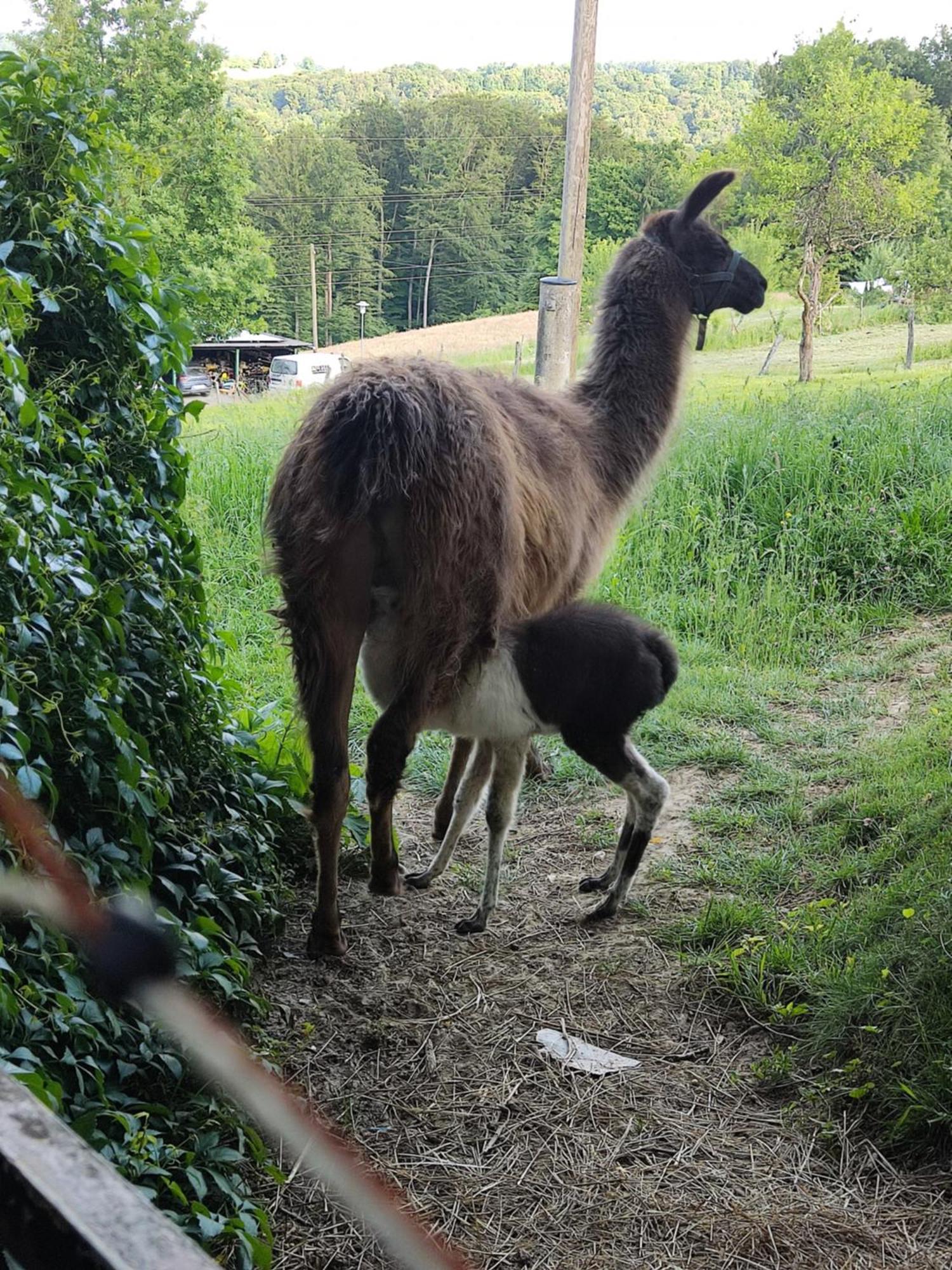 Biohof Koller Villa Badafalva Kültér fotó