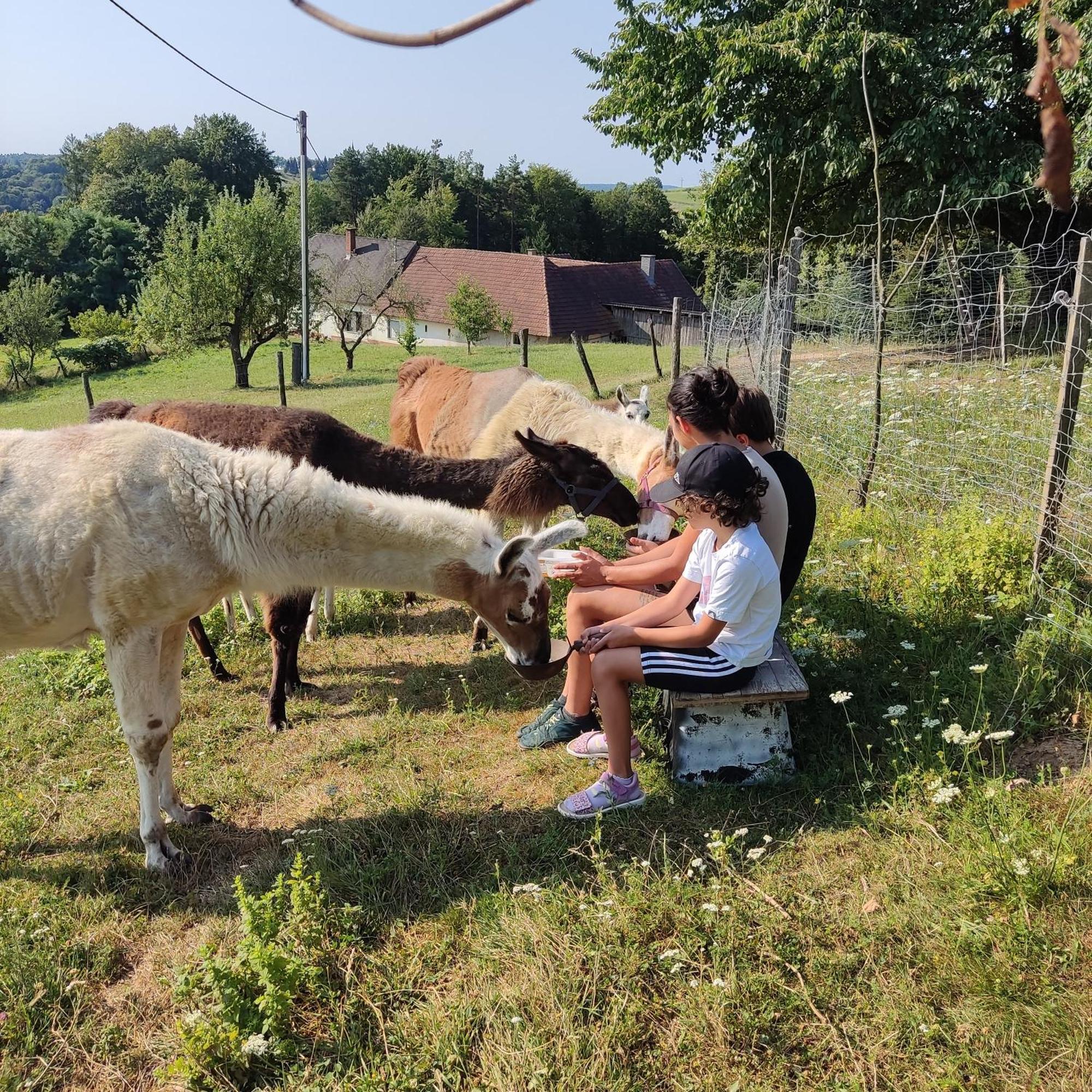 Biohof Koller Villa Badafalva Kültér fotó